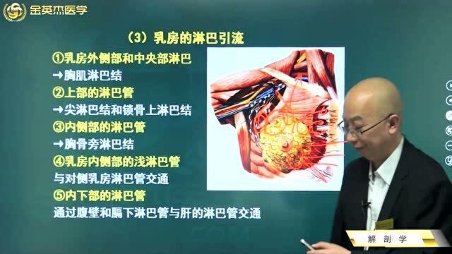 脉管系统:胃、肺、乳房、子宫等重要器官的淋巴回流