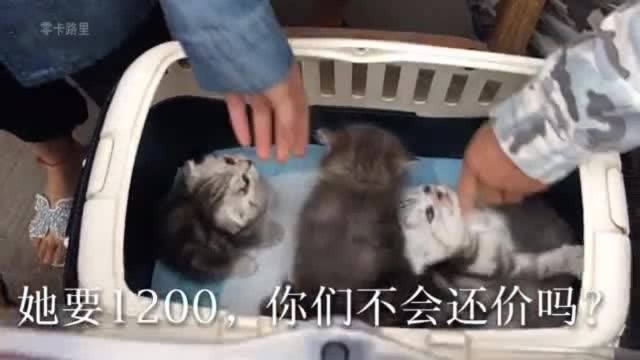 金渐层猫咪,1200成交,这个价你要不要?