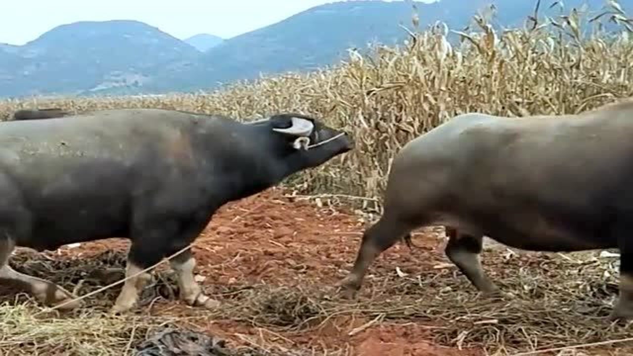 跟蜜月期的母牛相亲的青牛如愿,母牛非常爱慕青牛,青牛也十分喜欢母牛