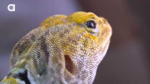 【狼叔】深入美国沙漠,探访东部环颈蜥原产地 - 1.