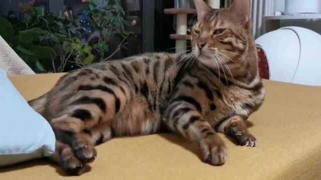 凶巴巴的小猫咪出爪子威胁!最后竟乖乖当舔猫?