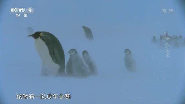 经历风雪,企鹅宝宝终于回到父母身边