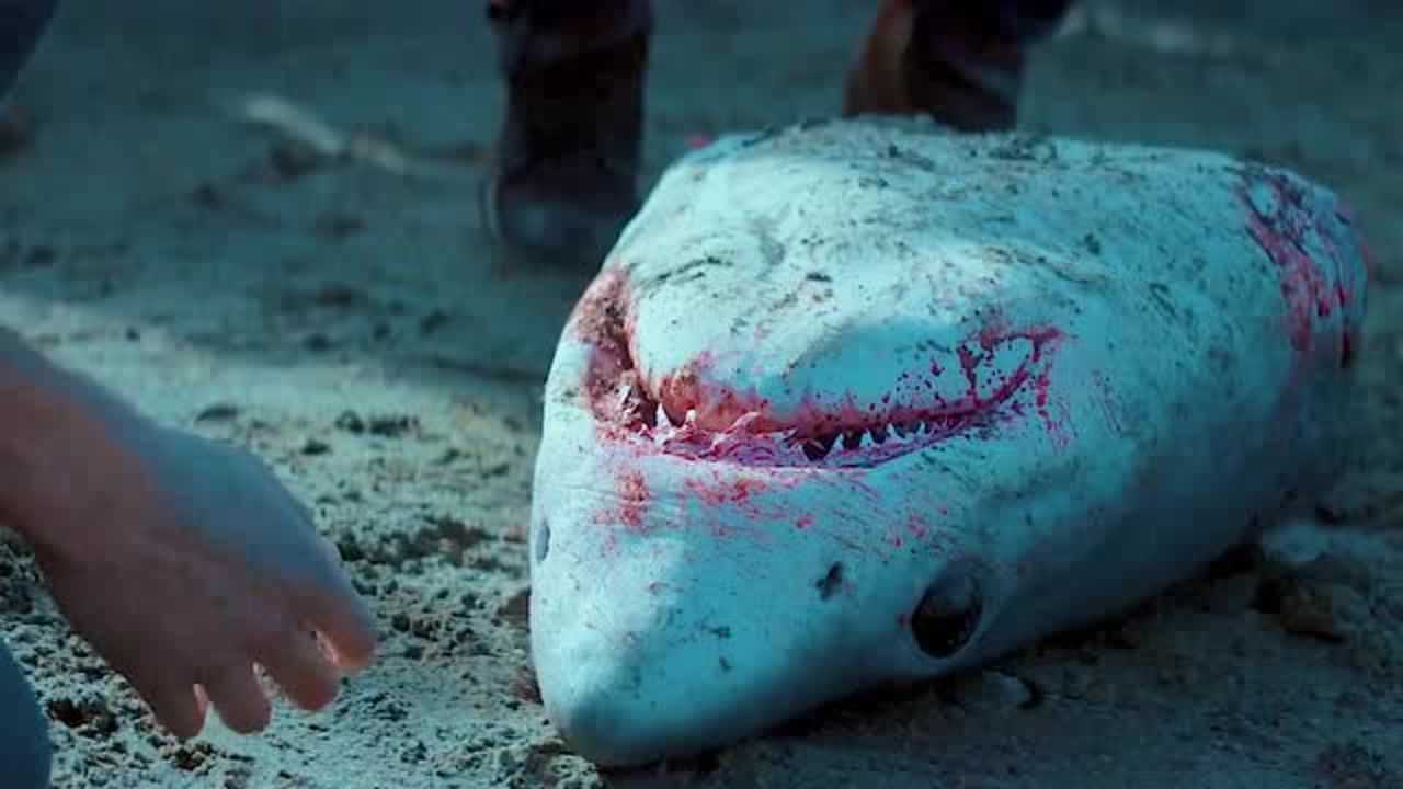 海洋深处的神秘物种,能一口咬掉鲨鱼的头