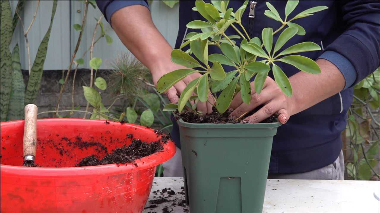 鴨掌木到這個程度要換盆手把手教你換盆技巧