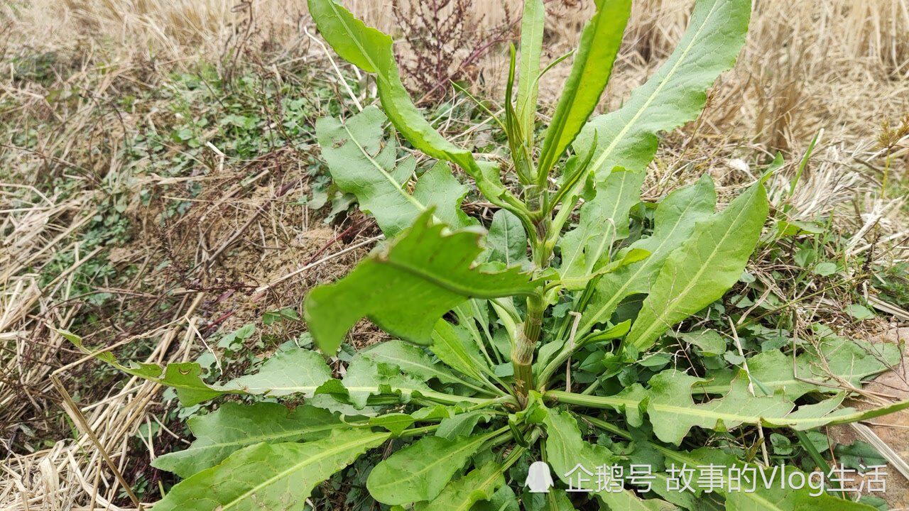 清热解毒的齿果酸模又长出来了,来看看是什么样的