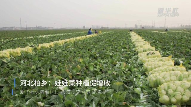 河北柏乡:娃娃菜种植促增收