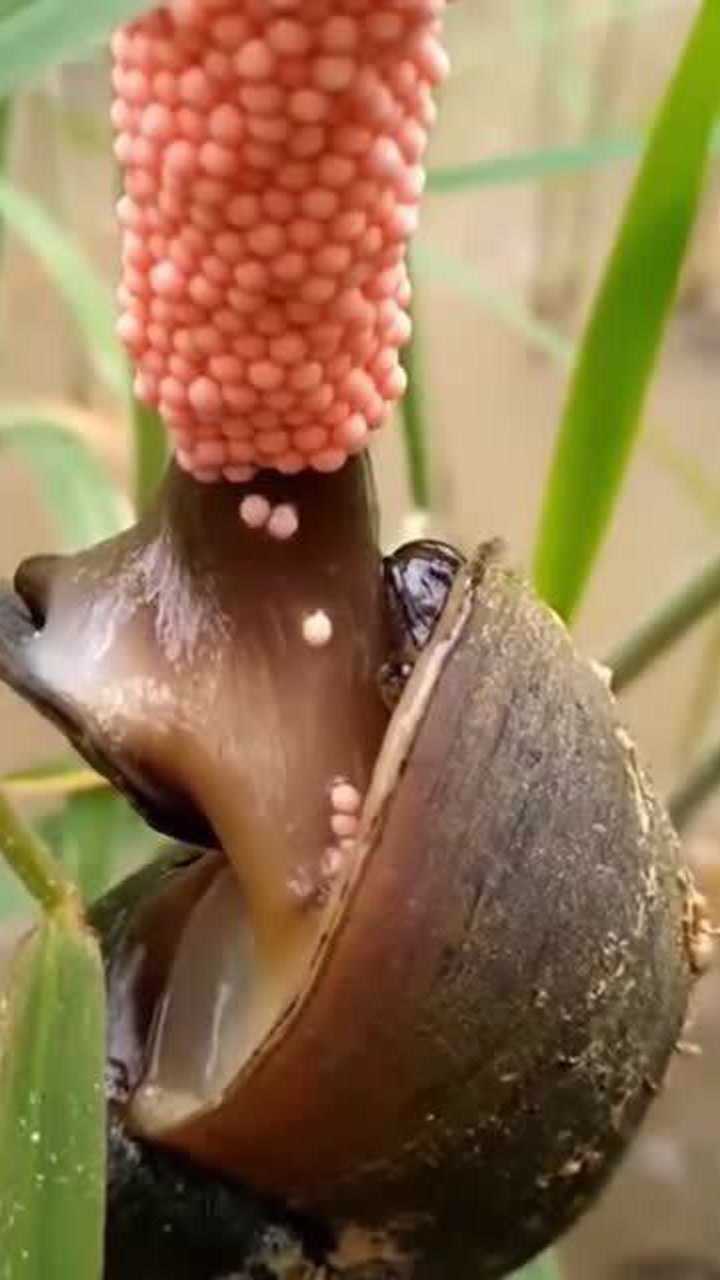 田螺原来是这样下籽的太神奇了