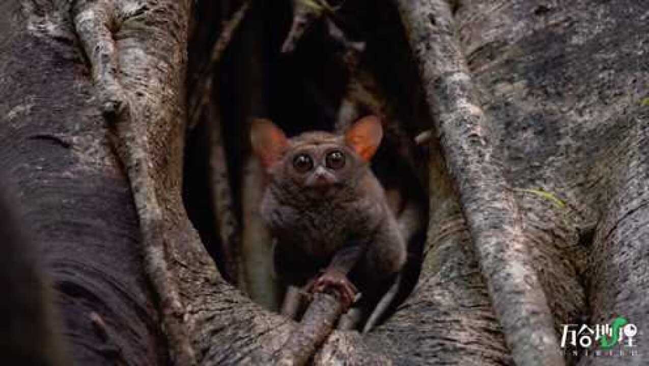 尤达大师身材q萌智慧超群印尼苏拉威西幽灵眼镜猴奇妙的动物哺乳动物