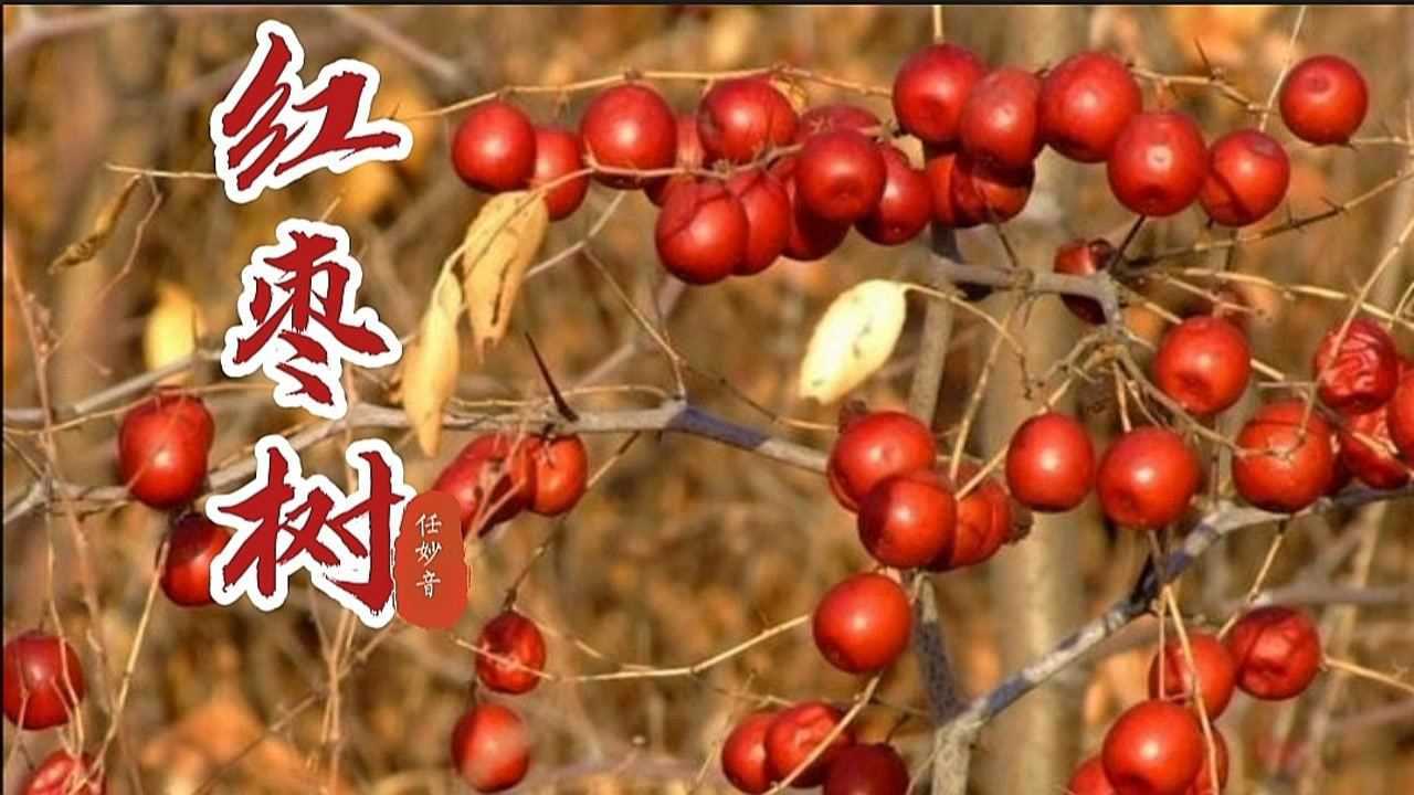 任妙音《紅棗樹》,家鄉那顆紅棗樹,伴著我曾住過的老屋