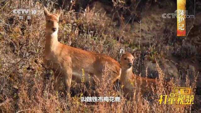 属于大山的精灵铁布梅花鹿,受到了人们的精心呵护