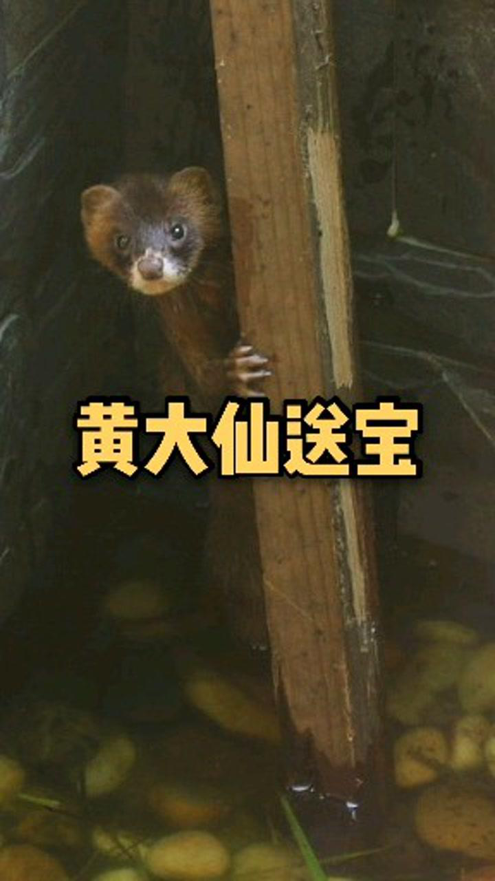 民间故事,黄大仙送宝