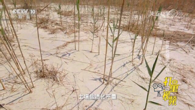 过去的盐碱地有多糟糕?老人:刮一刮就能去卖盐