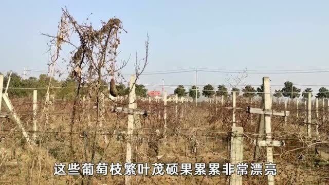 实拍河南农村30亩葡萄园,一排排整整齐齐,管理得真好