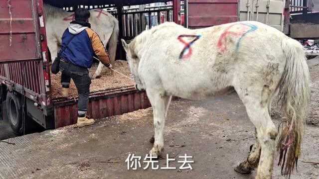 福建老板看上都是纯白马,老板图便宜一下卖一车,肉质好吗