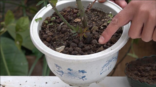 月季枝芽不多,用好2个催芽招,咕噜噜窜不停