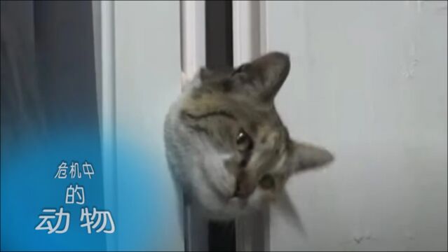 危机中的动物:猫咪偷窥它与前家人的美好回忆