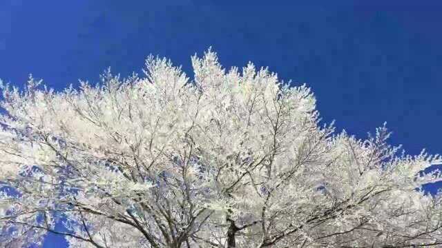 桂东槽里“网红树”的雪景美的让人心醉