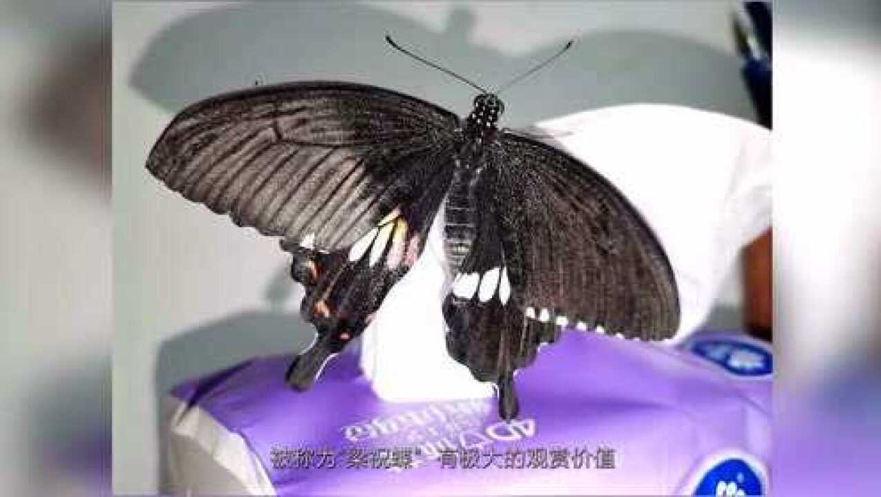 视频3玉带凤蝶的一生