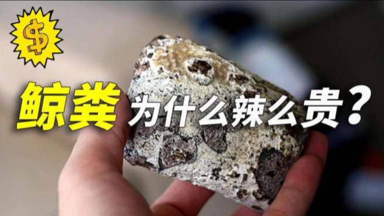 抹香鲸的"粪便"为什么这么贵获取它究竟有多难