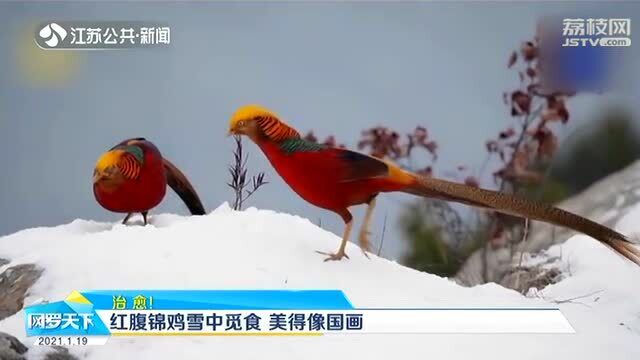 红腹锦鸡雪中觅食 羽毛绚丽多彩 美得像国画!