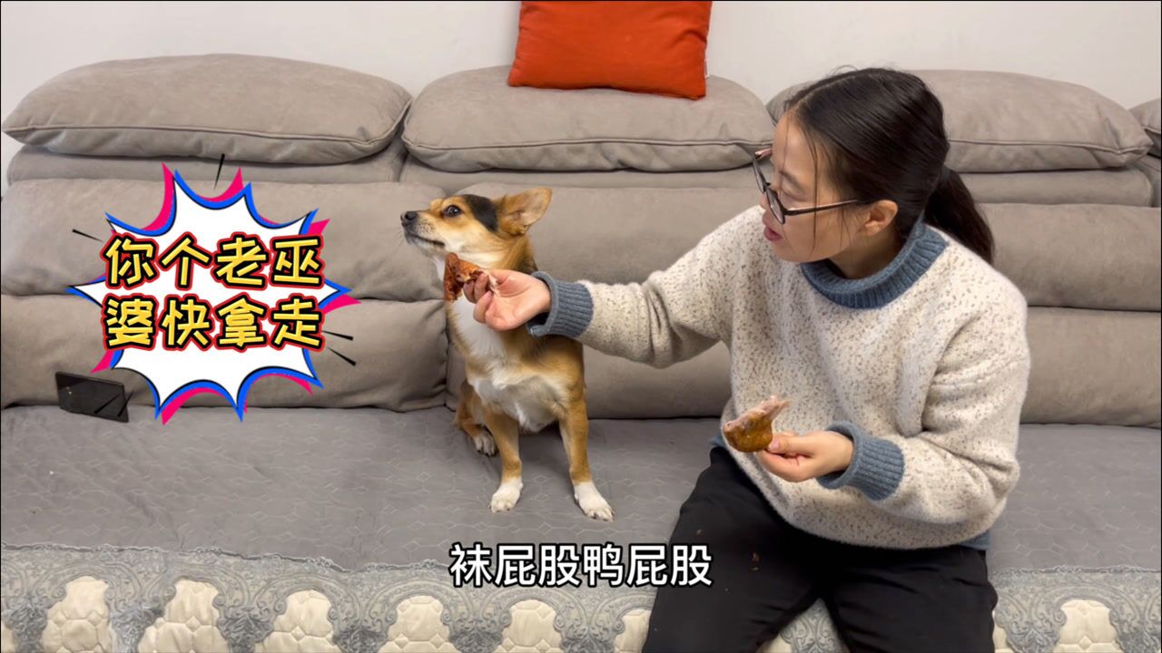 给狗狗吃鸭屁股,一开始很反抗,最后却吃得狼吞虎咽停不下来!逗