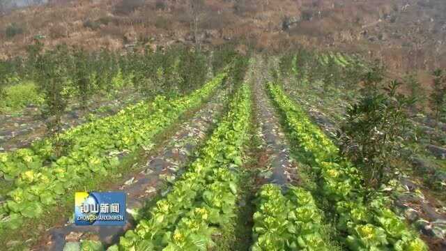 南开乡双山村:“烟菜”轮种效果好 群众增收不停歇