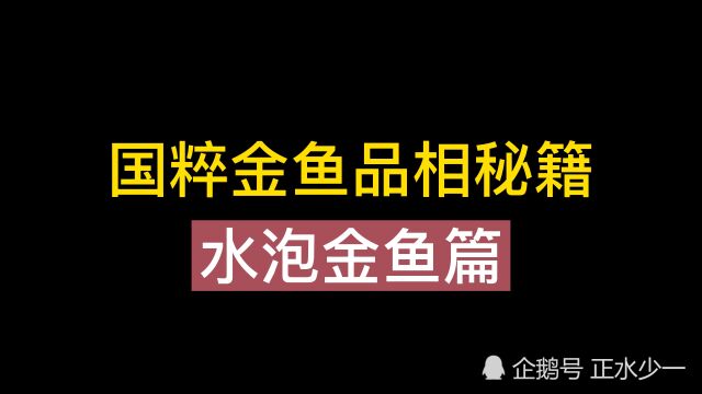 国粹金鱼品相秘籍,水泡金鱼篇,朱砂红水泡简直太美了