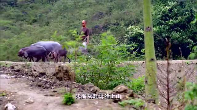 老广的味道:这种土猪叫太湖猪,原来他赶着土猪上山是这个目的