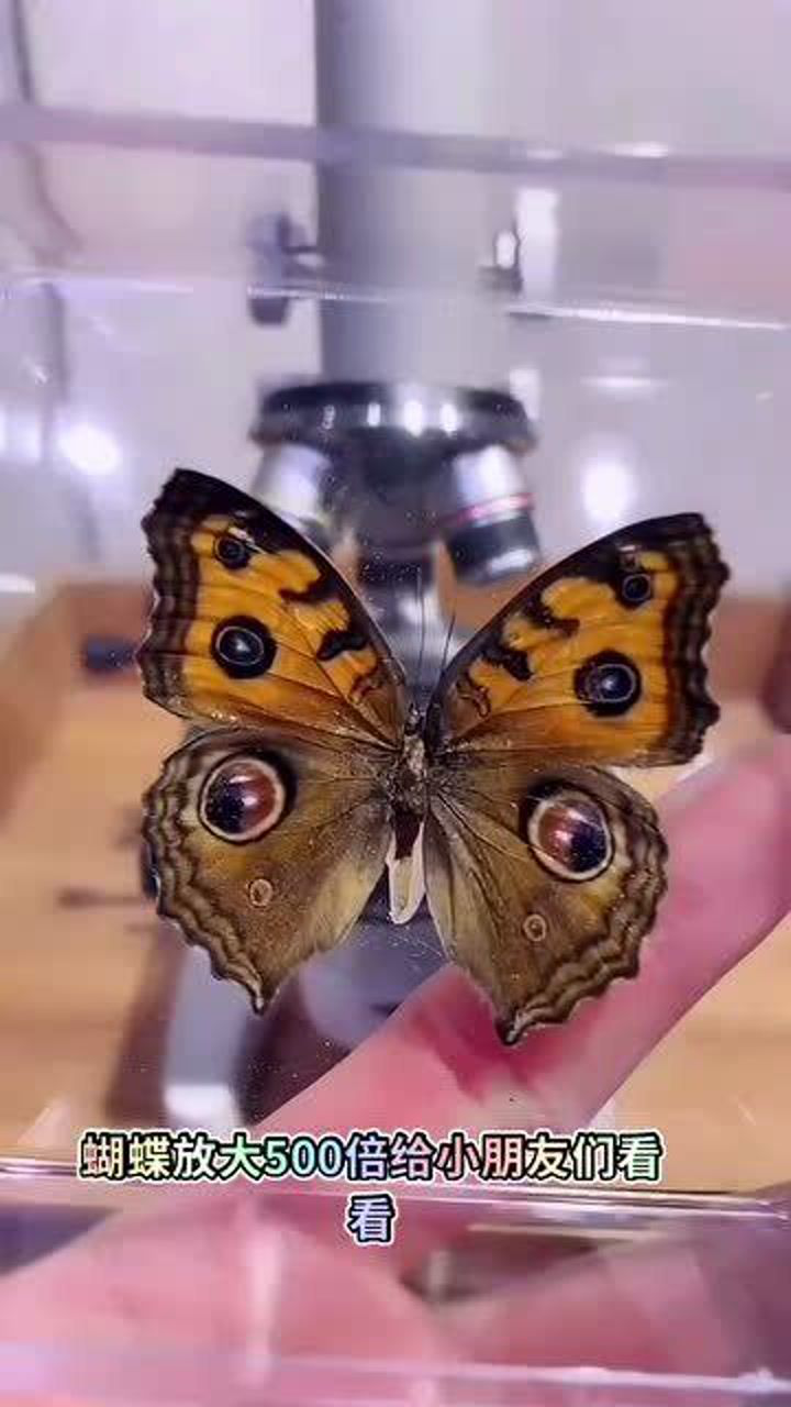 蝴蝶放大500倍显微镜下真的太美了