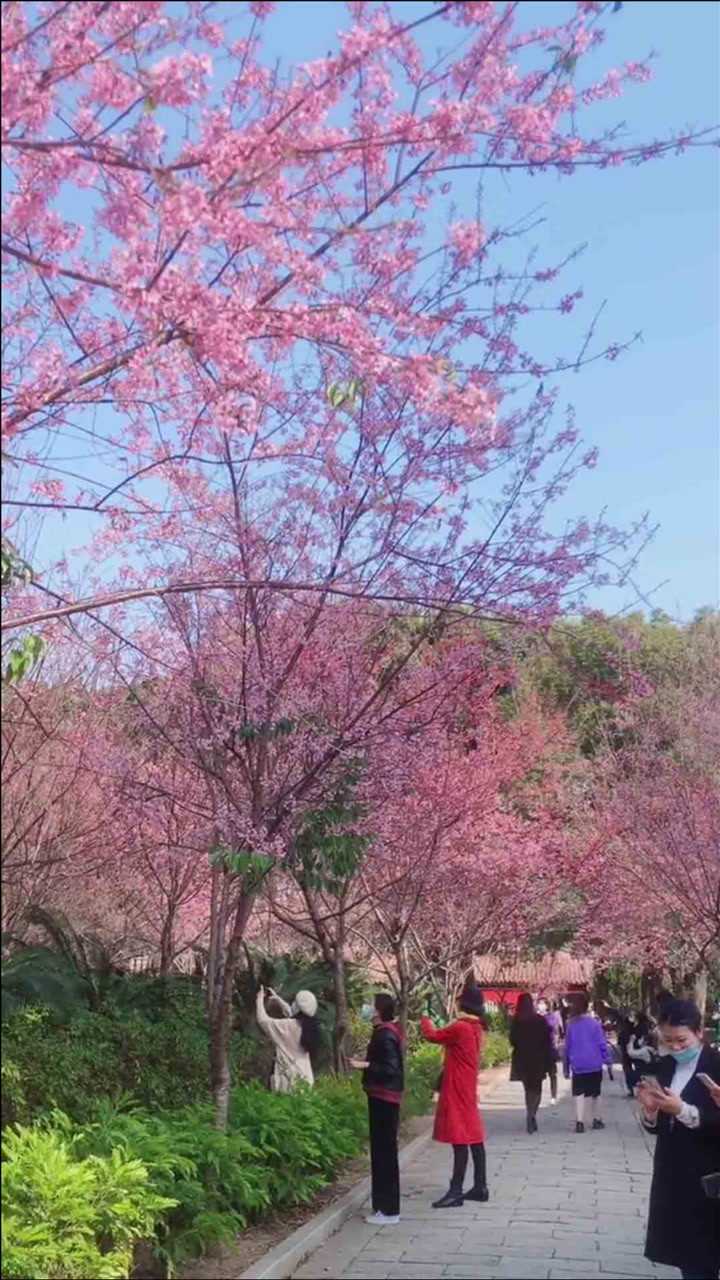 泉州开元寺樱花图片图片