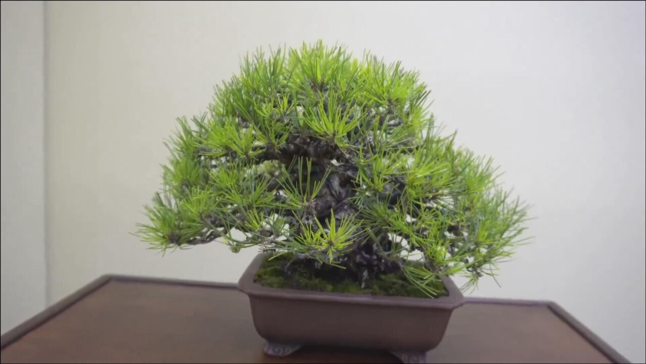 日本盆景艺术展,喜欢松树盆景的针叶,葱翠秀雅,殿堂级作品