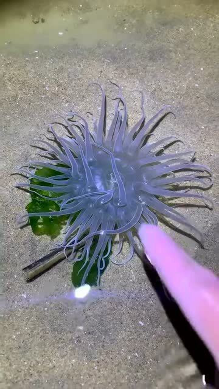 你们见过透明的海葵吗?都舍不得吃了!_腾讯视频