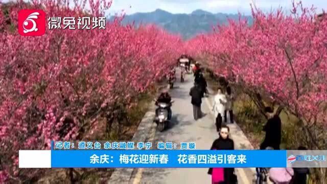 贵州余庆:梅花迎新春,花香四溢引客来