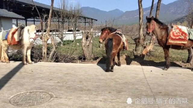 云南丽江拉市海湿地,安中马场体验茶马古道