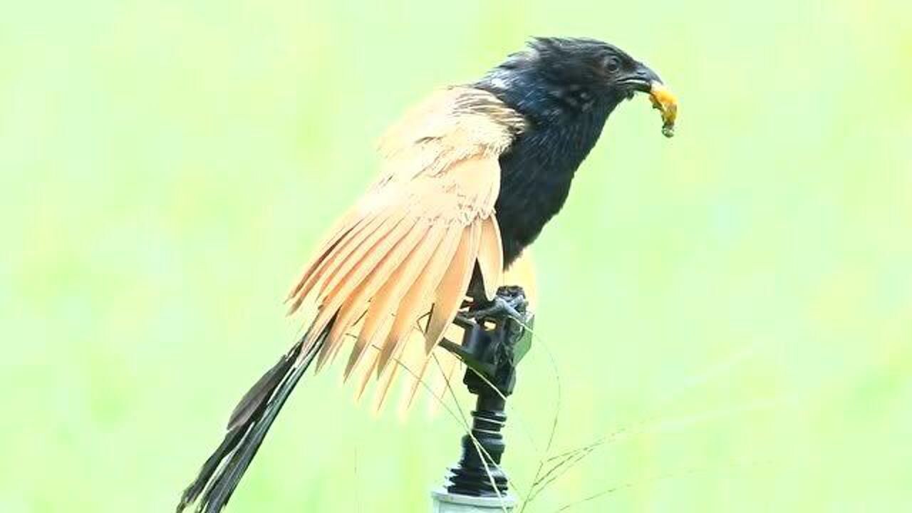 红毛鸡嘴里叼着一块肉,发出嘀嘀的叫声,猜猜这是干嘛呢_腾讯视频