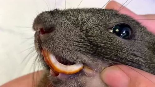 小松鼠的牙齿错合,需要定期磨剪牙齿,不然时间长了会引起口腔溃疡!