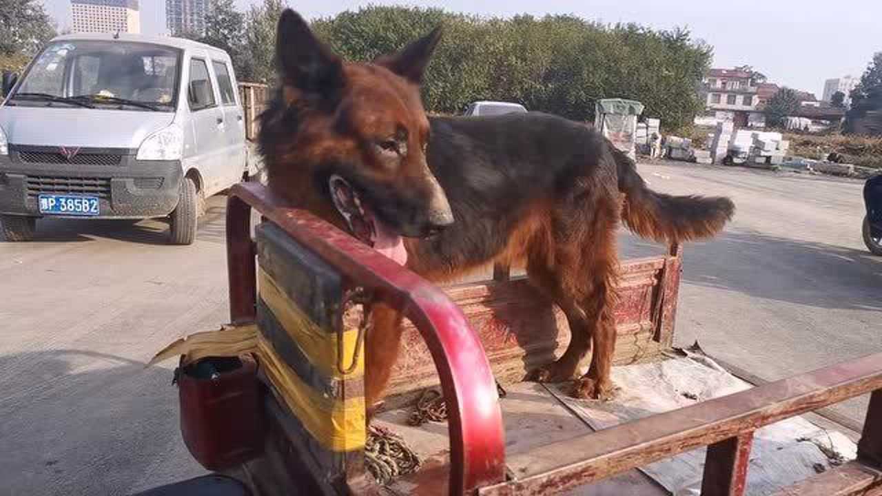 这条红狮牧羊犬双眼无神,走路都费劲就,主人还把它当成宝_腾讯视频