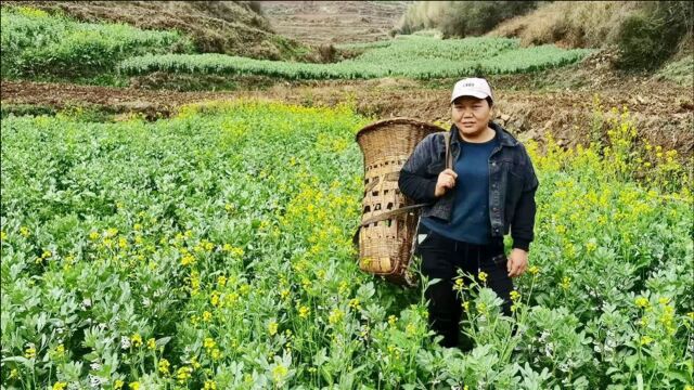 蚕豆开花了,把地里的油菜拔掉,人勤地不懒!