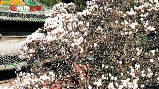 拍客丨平武县报恩寺:古寺玉兰报春来