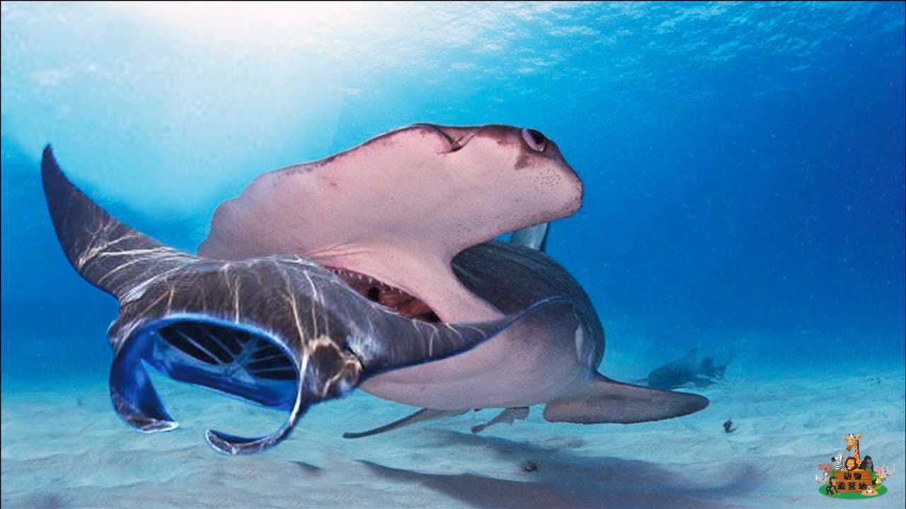 鲨鱼捕食魔鬼鱼,危急关头,魔鬼鱼竟一个闪身冲到了岸上!_腾讯视频