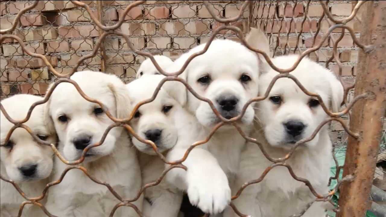 拉布拉多一口气生下10只狗崽,每只都堪称精品,这品相大家喜欢吗