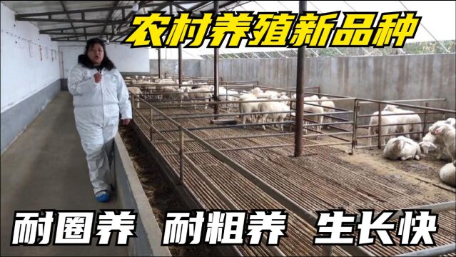 农村养殖新品种肉羊骊羊,生长快出肉率高耐圈养,大家来看看吧