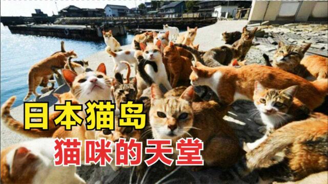 日本一座神奇的岛,岛上有5万多只猫,被称为“猫咪的天堂”