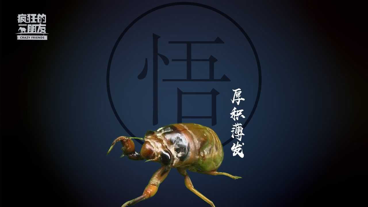 蝉 厚积薄发