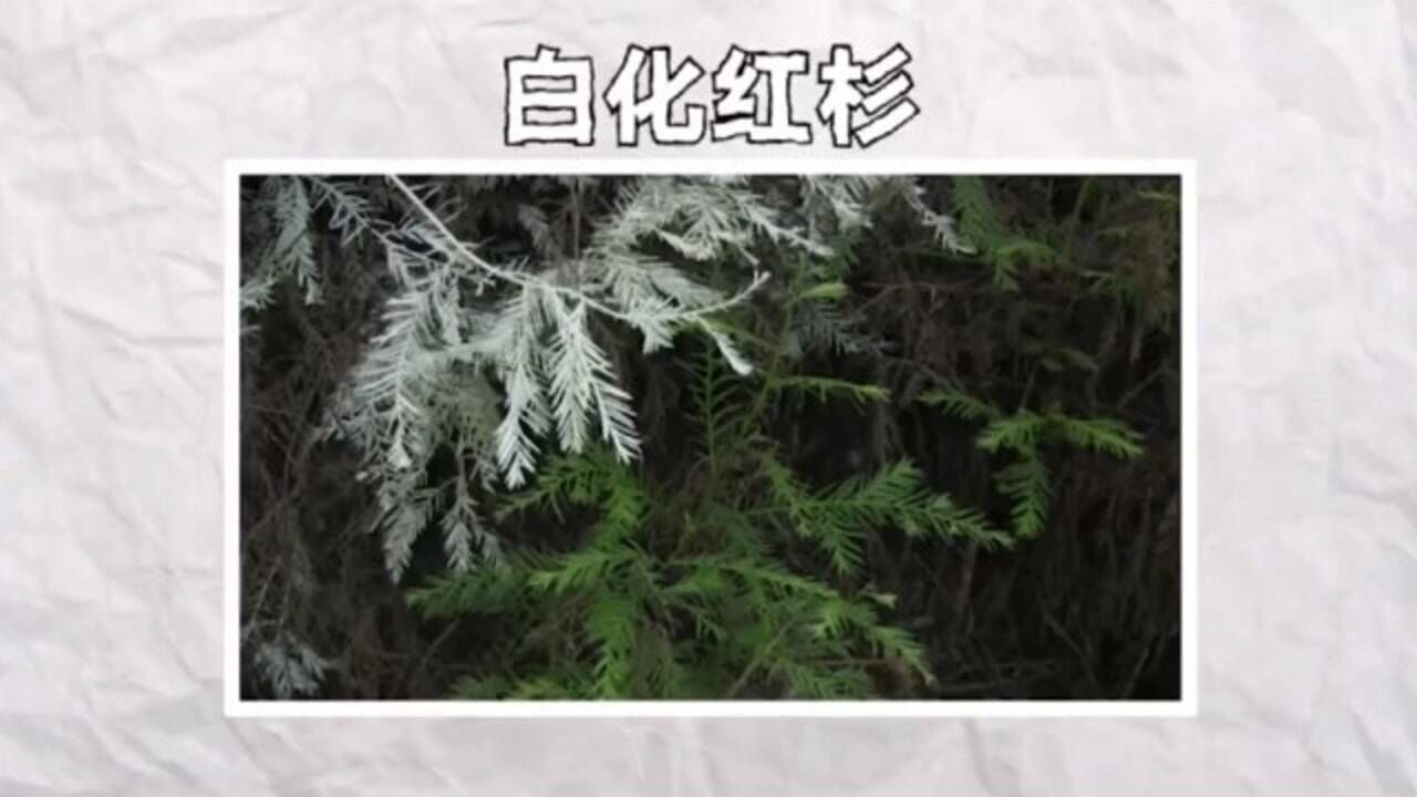 植物出现的白化现象_腾讯视频