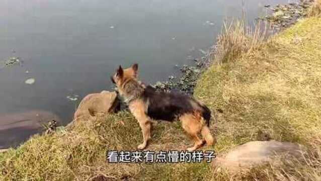 一定要看完尼泊尔博卡拉湖畔德牧犬露西故事