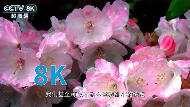 8K来啦!总台融媒体展示平台的新看点