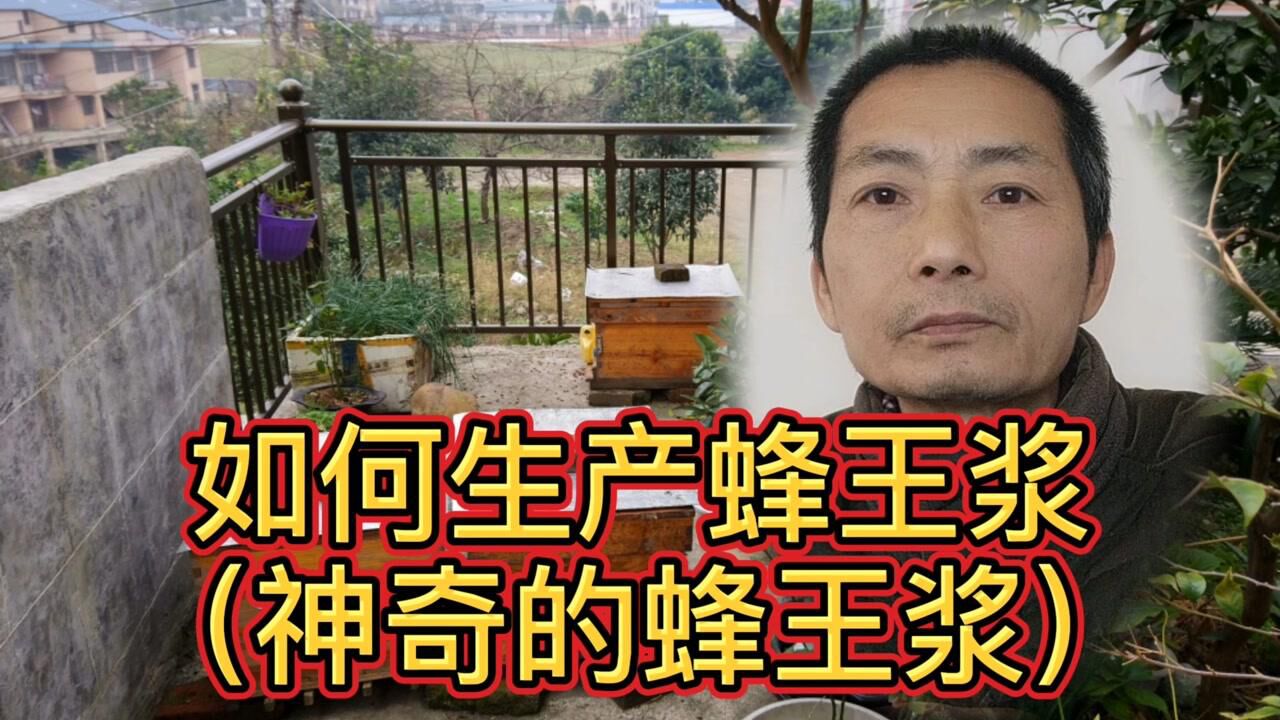 一箱五只蜂王技术视频 一箱五只蜂王技术视频下载
