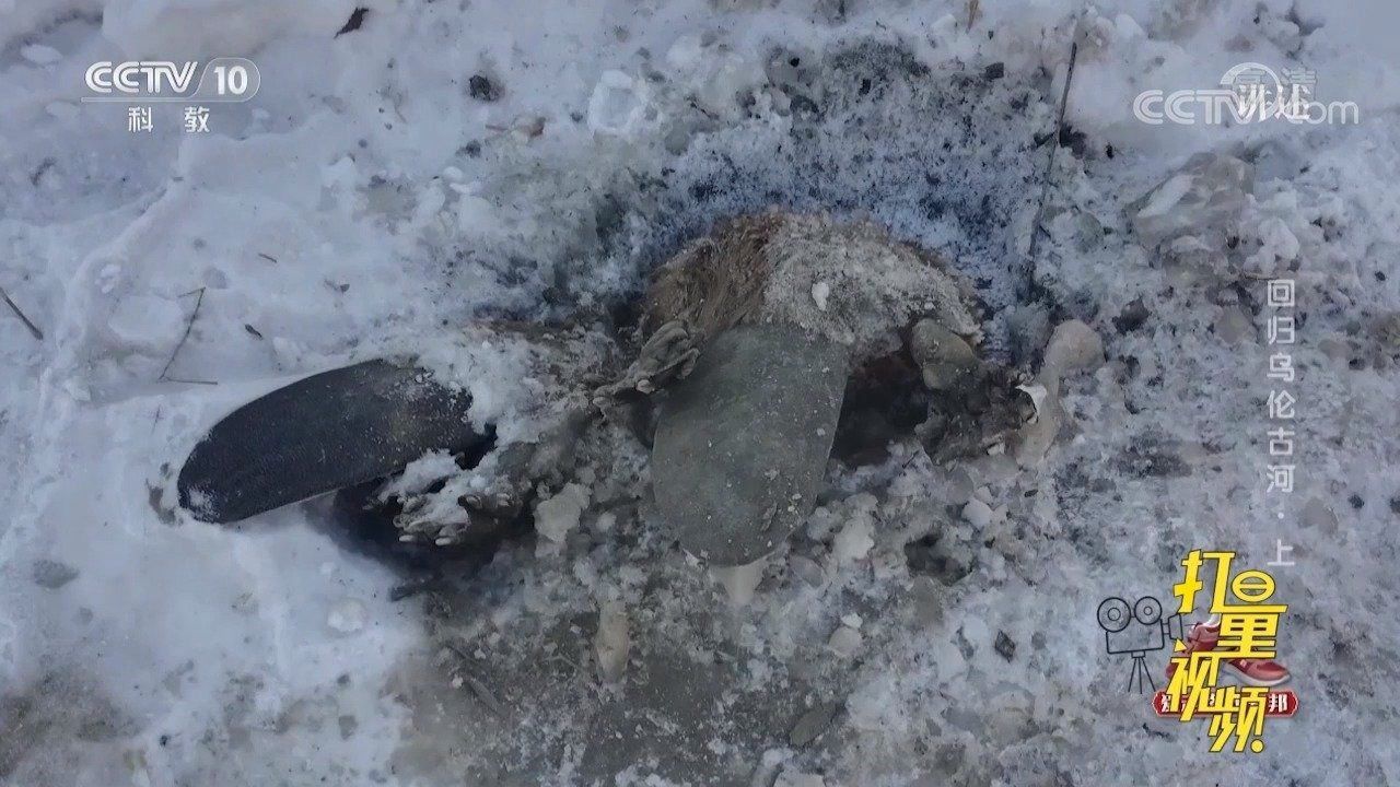 河狸夫妇被冻死在冰河上，这个场面让科研人员痛哭不止_腾讯视频