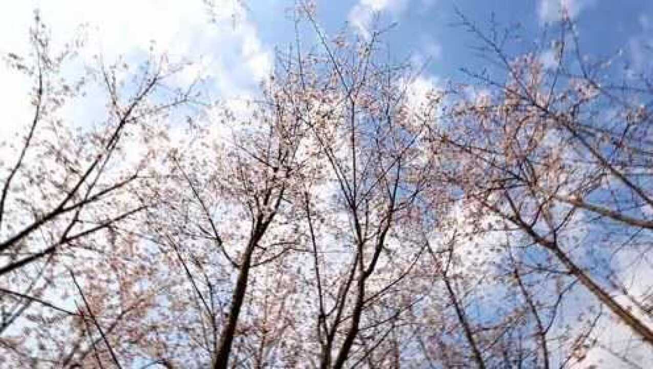 庐江夹山蕻《樱花谷》